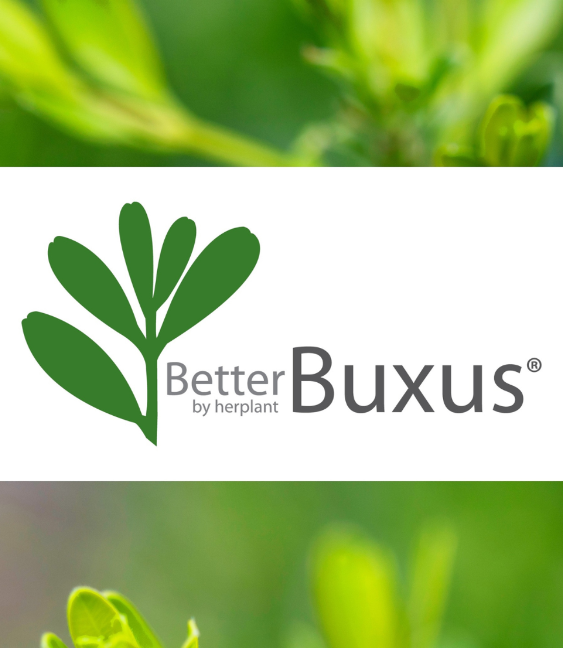 BetterBuxus Logo
