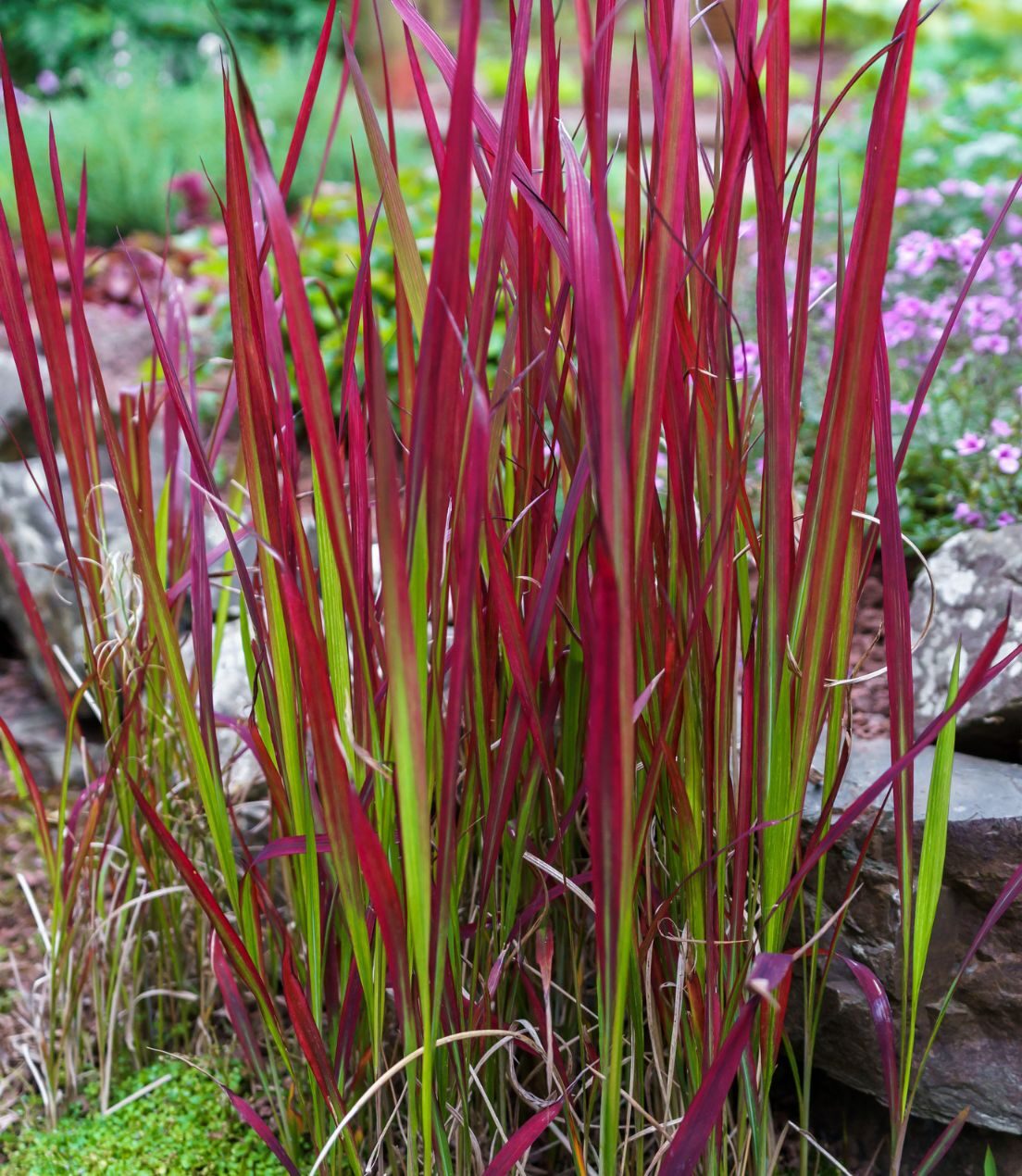 Imperata cylindrica 'Red Baron