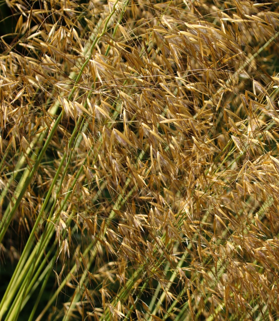 Stipa gigantea