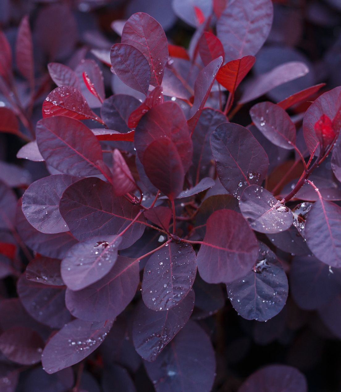 Cotinus coggygria 'Royal Purple’