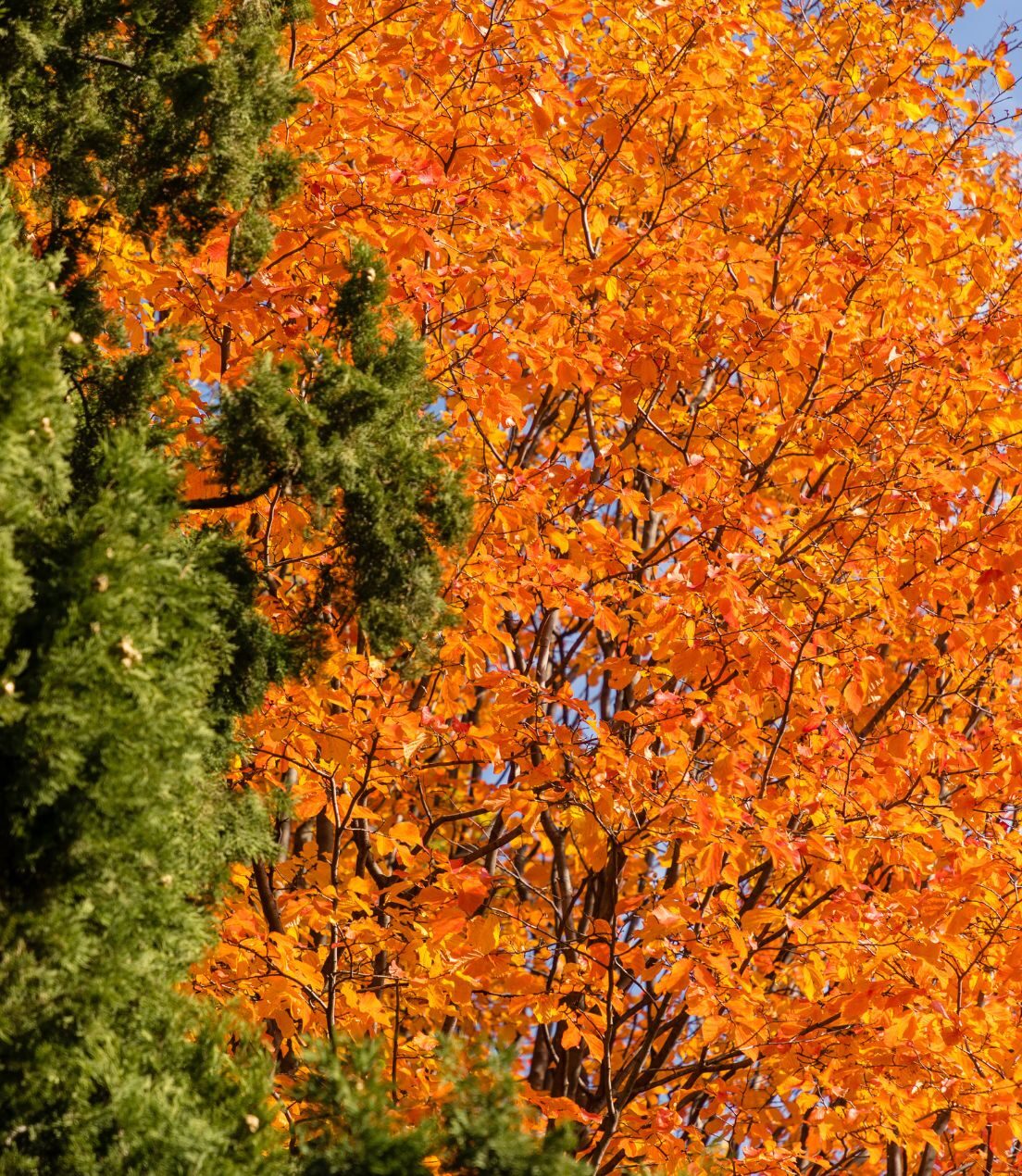 Parrotia persica