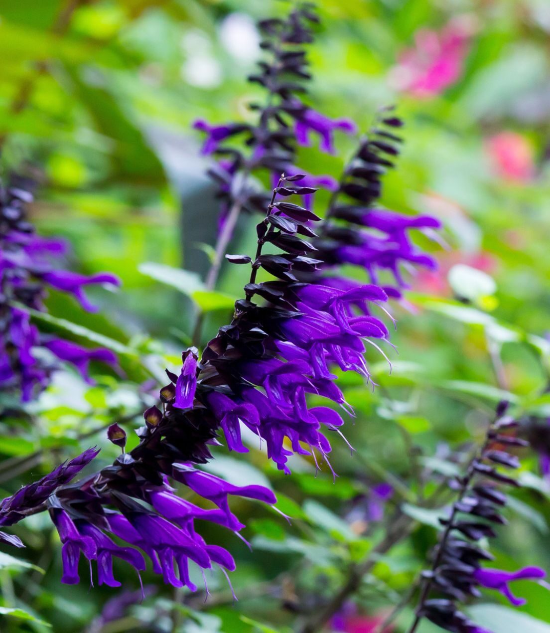 Salvia 'Amistad'