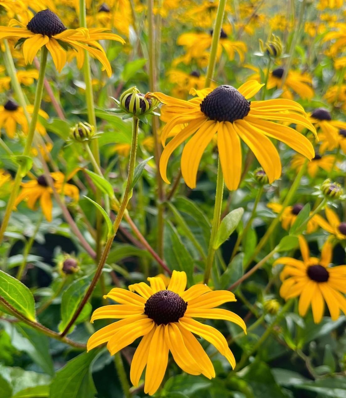 Rudbeckia f. 'Goldsturm'