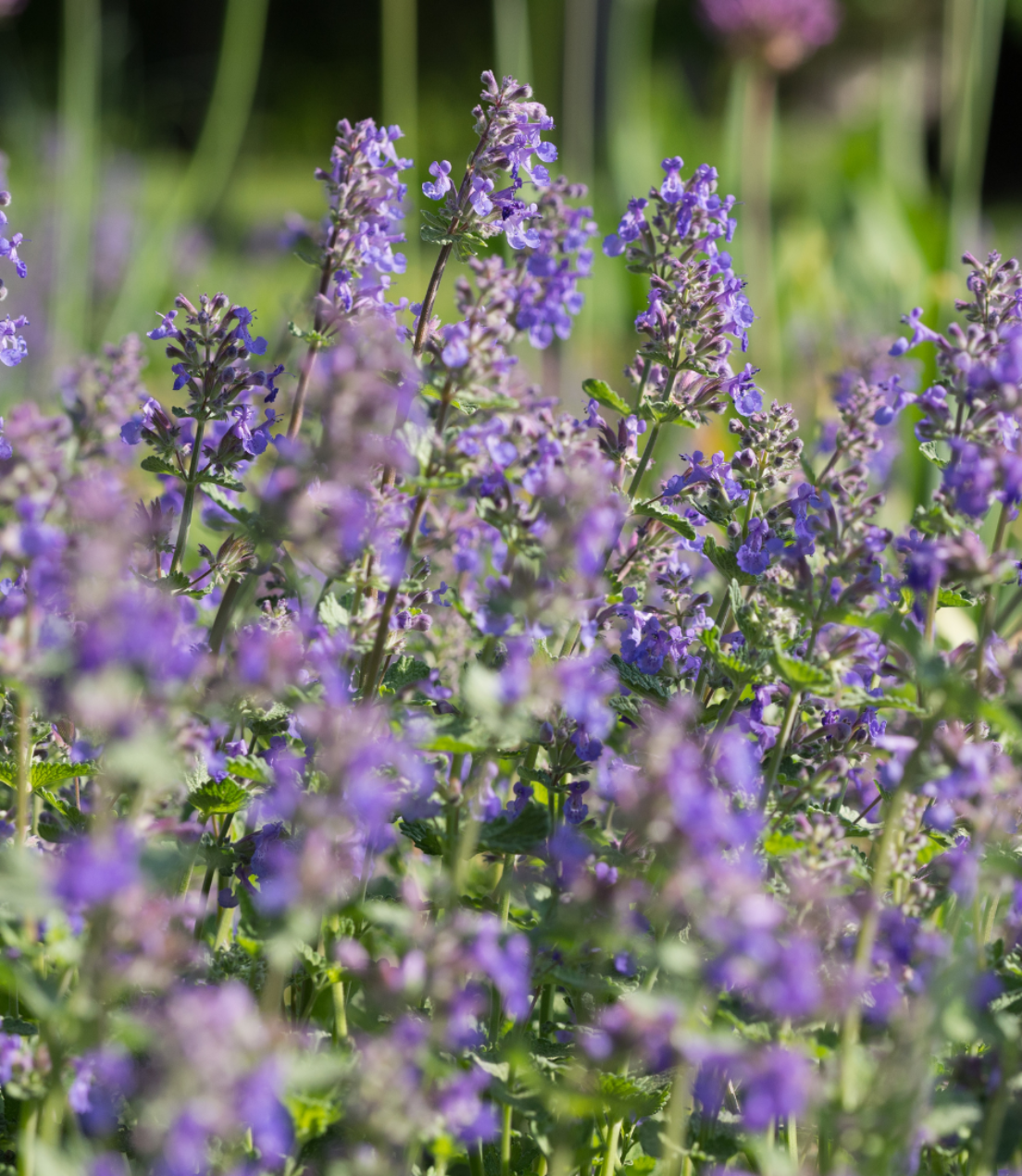 Nepeta sp.