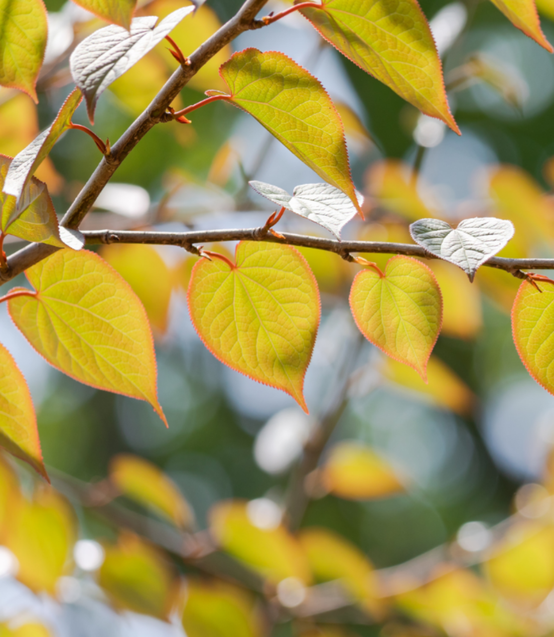 Cercidiphyllum japonicum