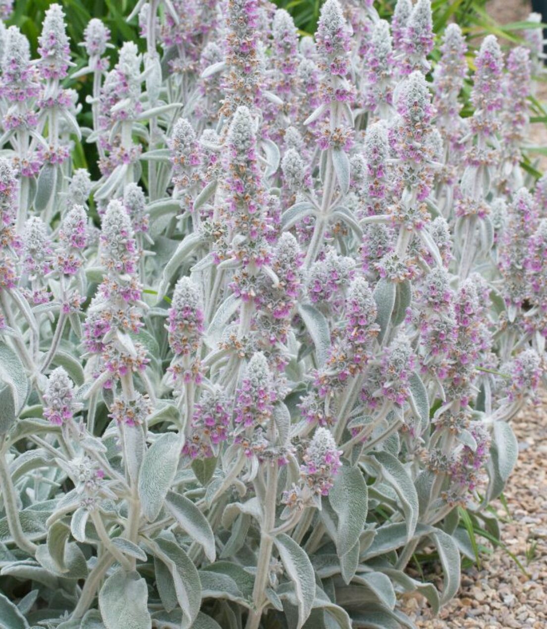 Stachys byzantina