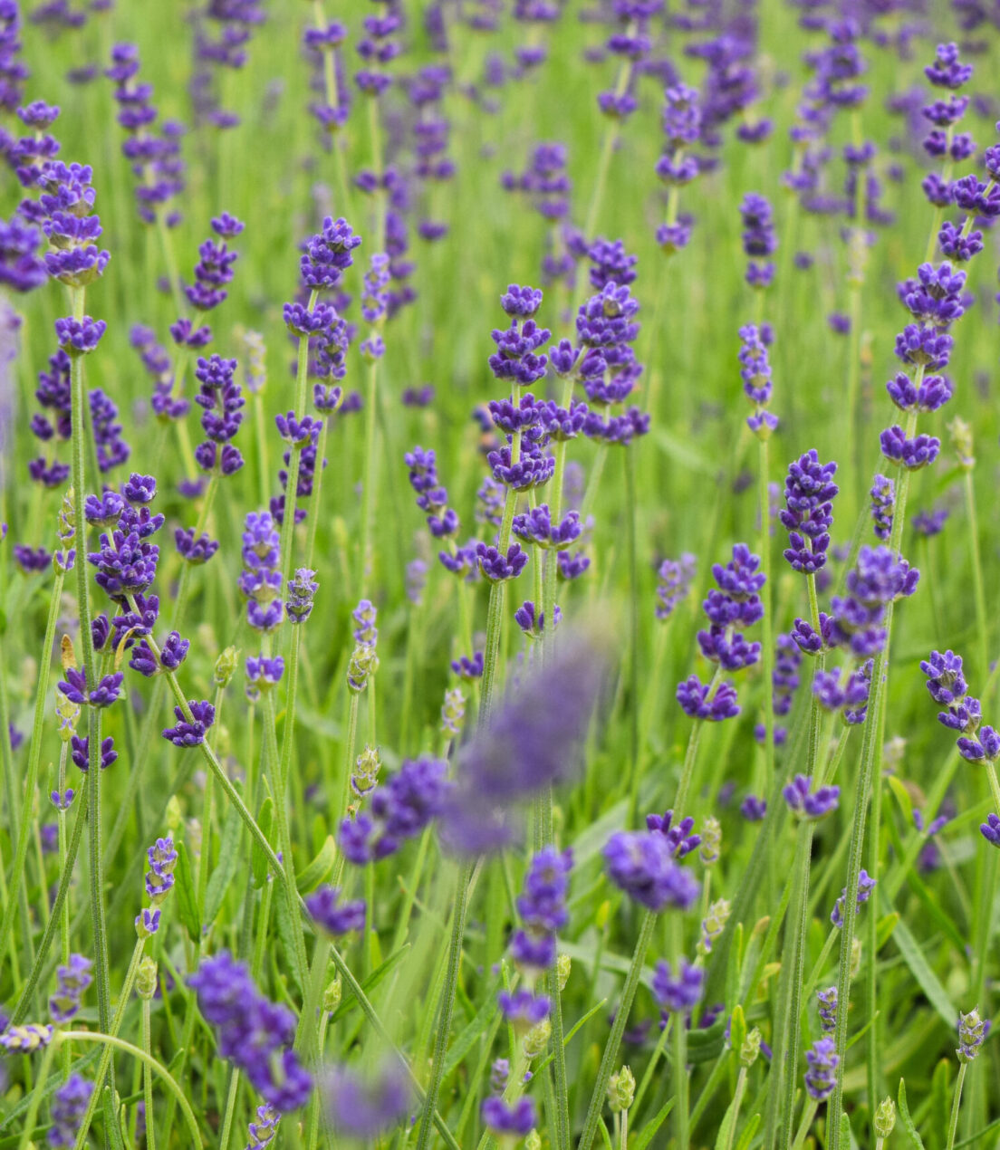 Lavandula