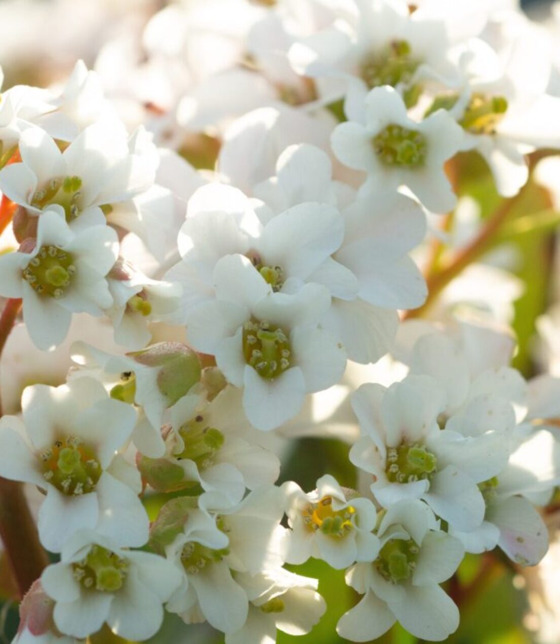 Bergenia Bressingham White