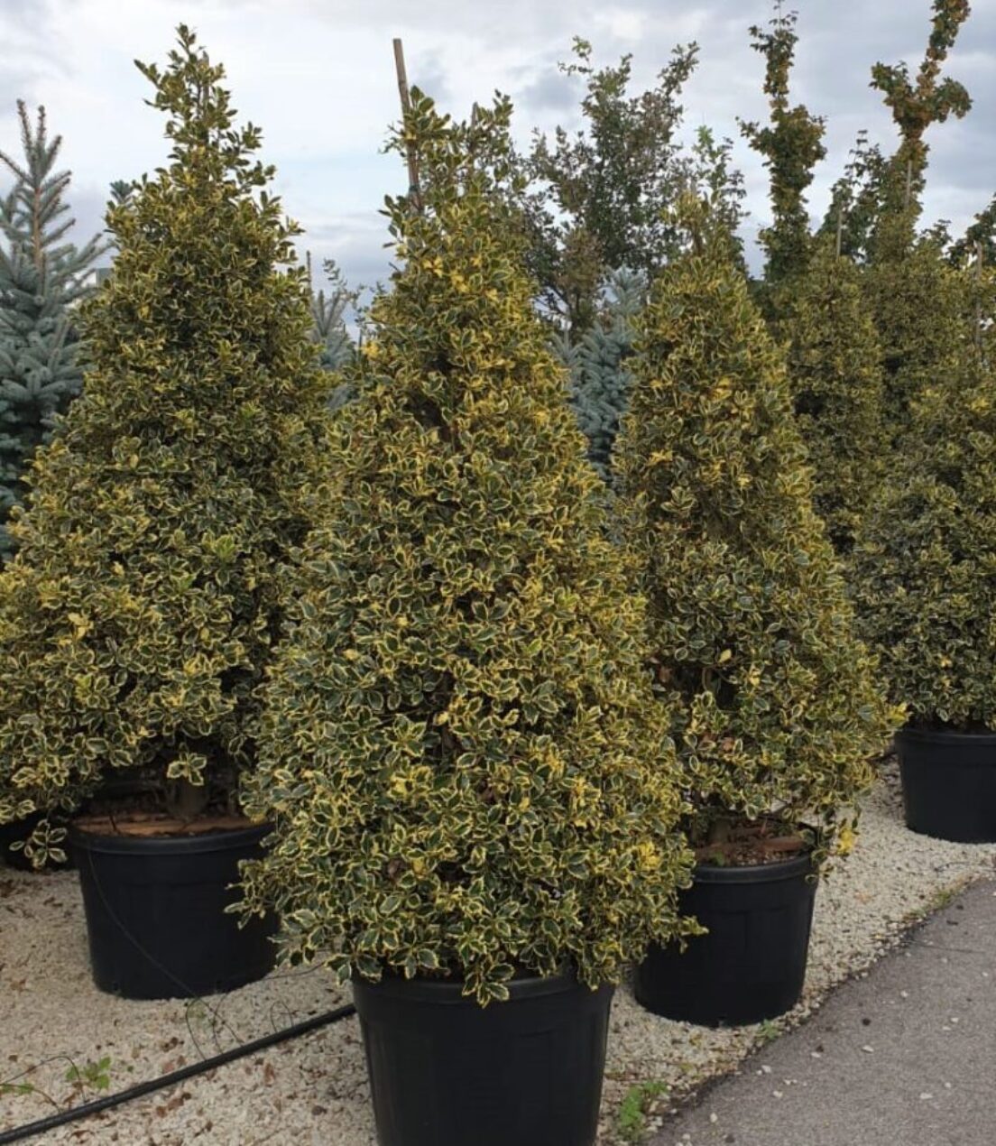 Ilex aq. 'Argentea Marginata' 200-250cm Container grown