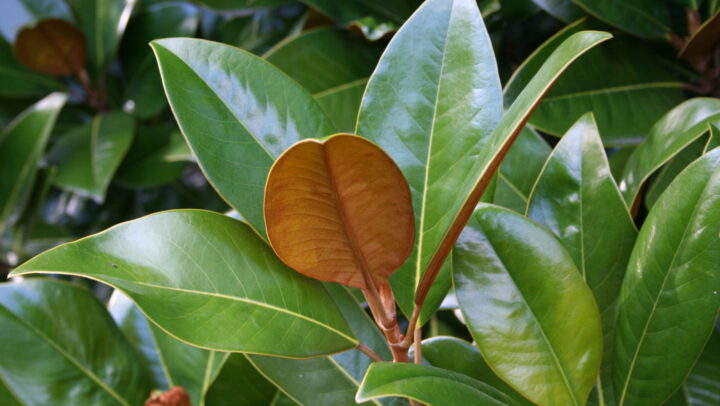 Magnoliaceae Magnolia grandiflora (9)
