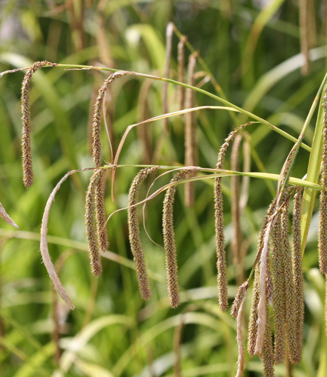 Carex pendula