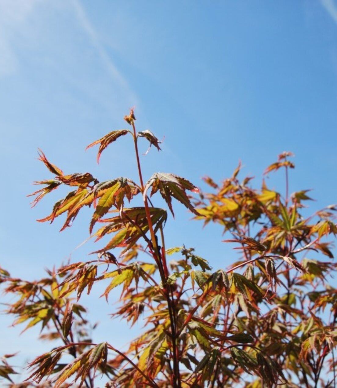 Acer palmatum