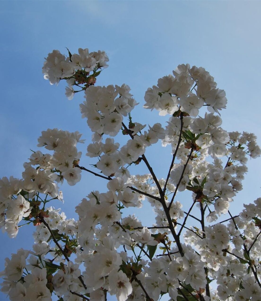 Prunus serrulata 'Shirotae' (1)