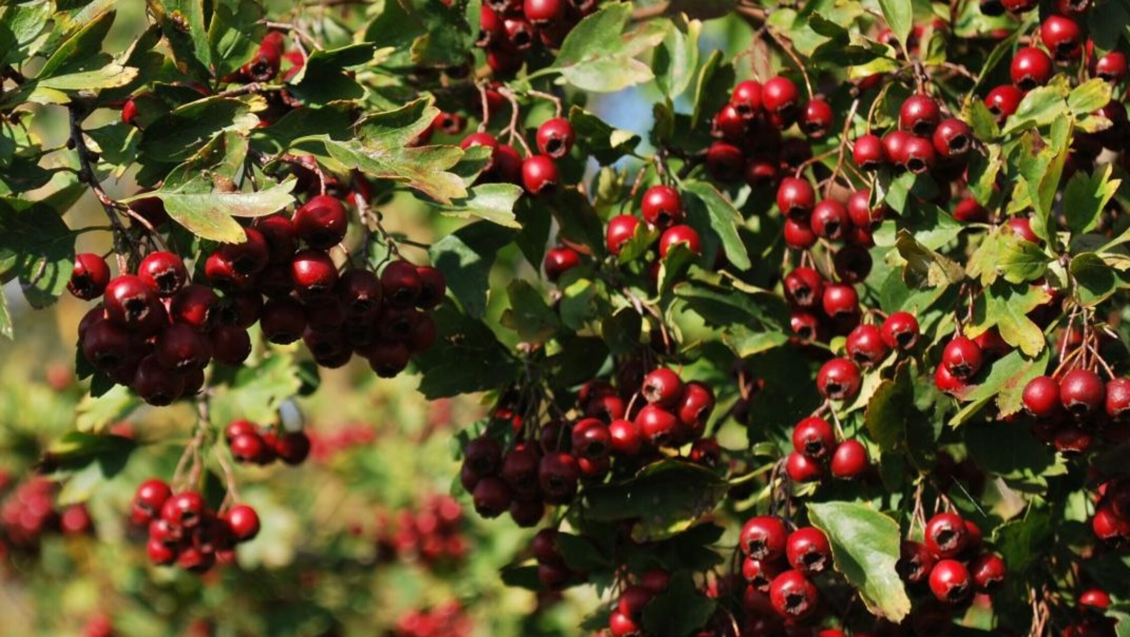 Crataegus monogyna