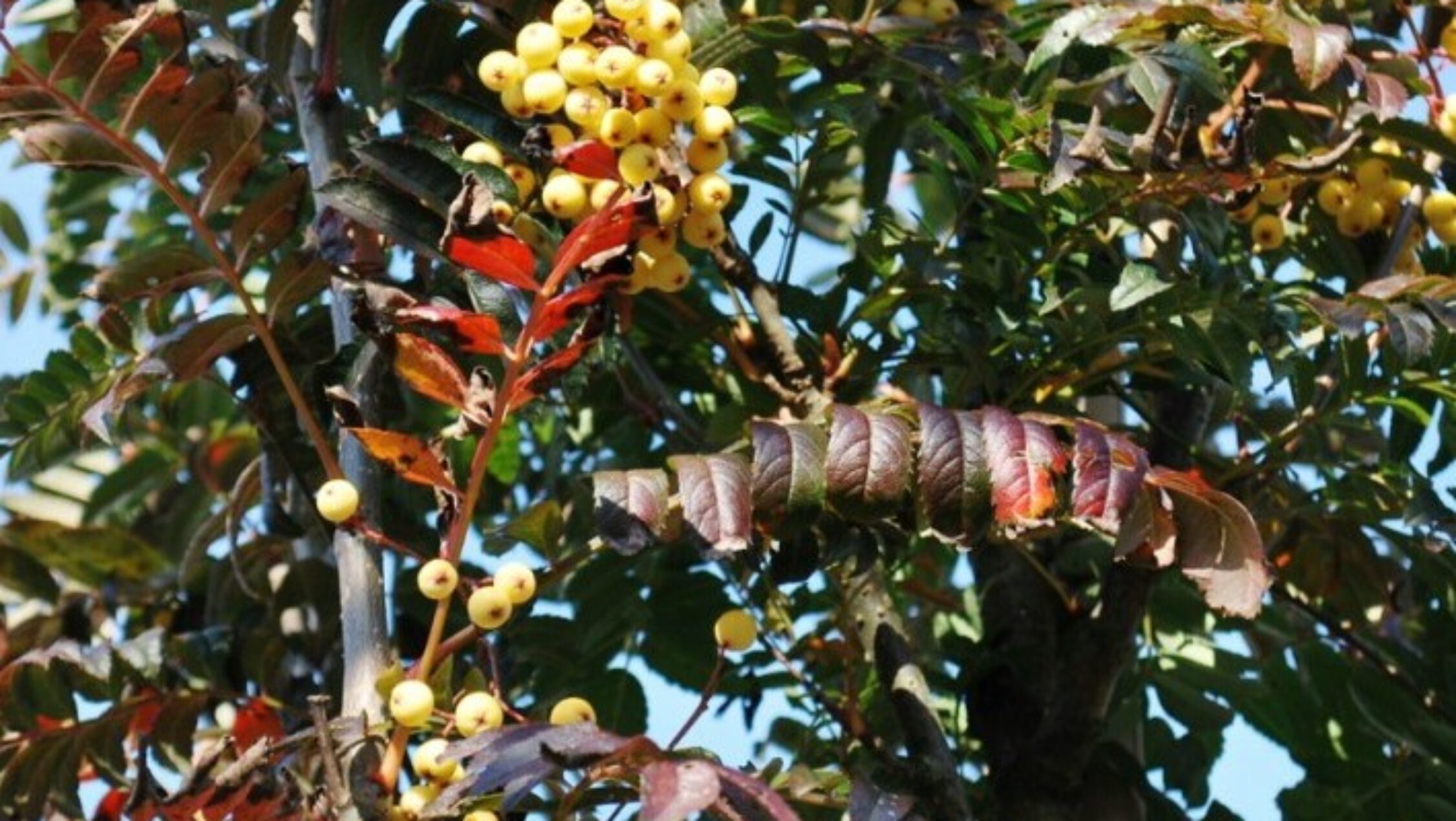 Sorbus 'Joseph Rock'