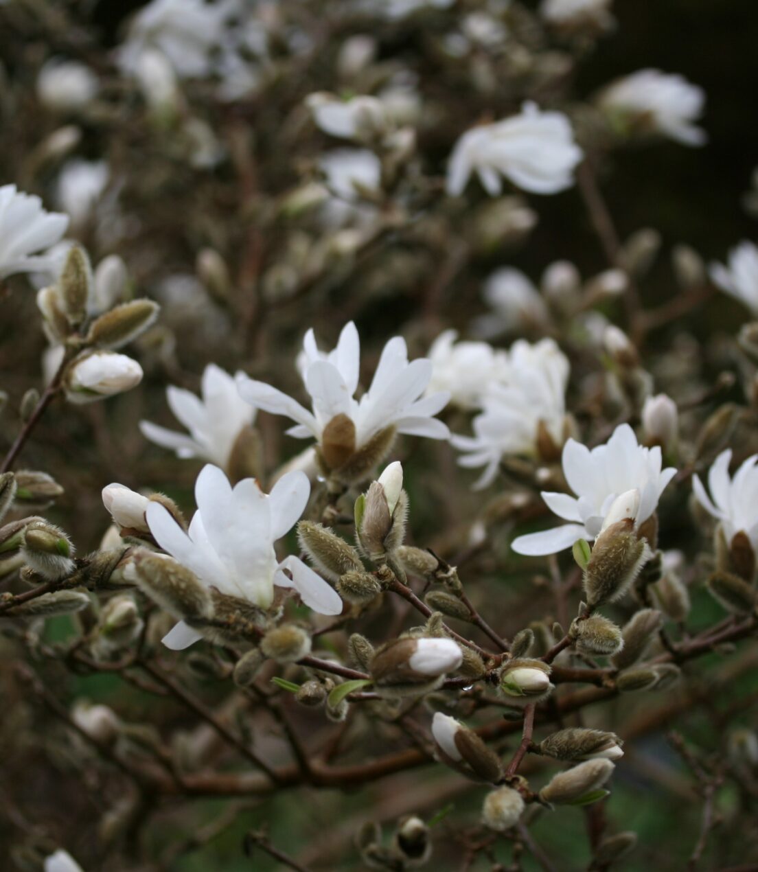 Magnoliaceae Magnolia stellata 'Waterlily'