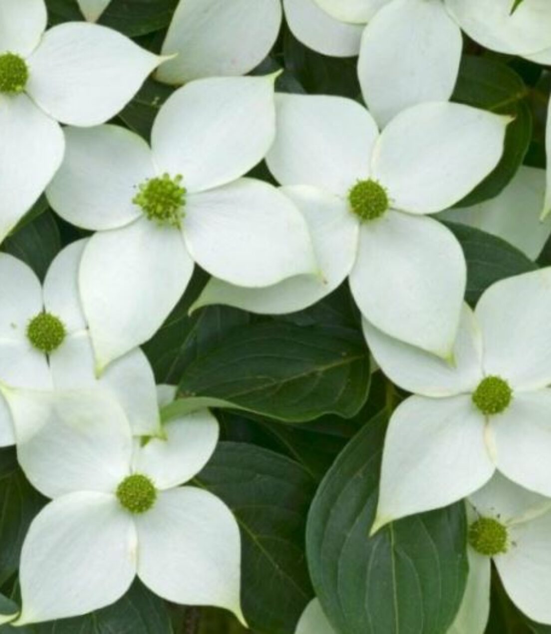 Cornus kousa Chinensis