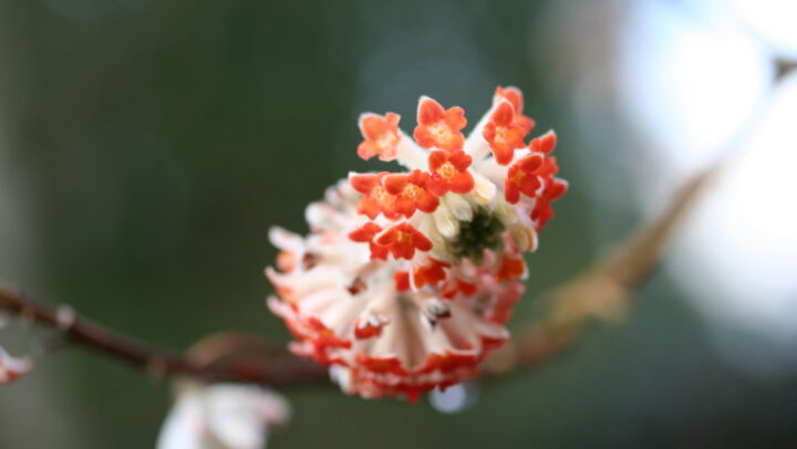 Thymelaceae Edgeworthia chrysantha 'Red Dragon'