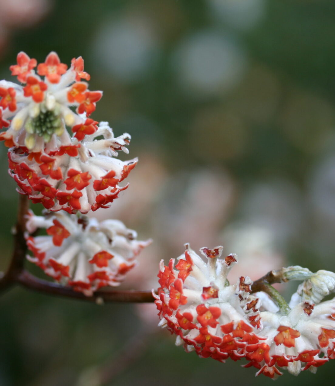 Thymelaceae Edgeworthia chrysantha 'Red Dragon'