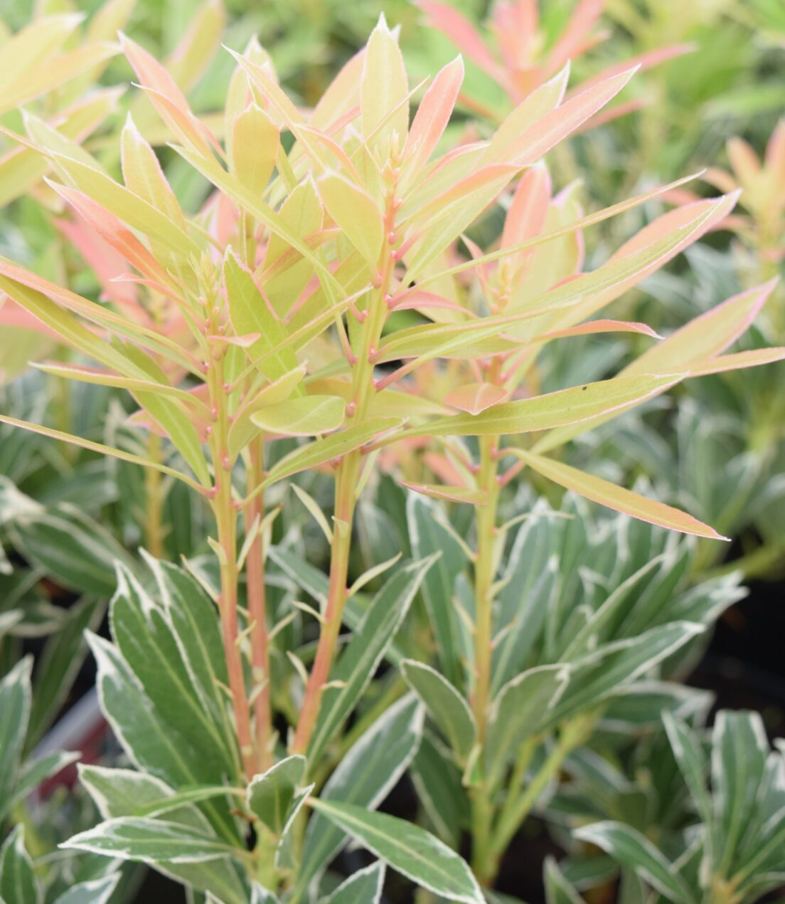 Pieris Flaming Silver