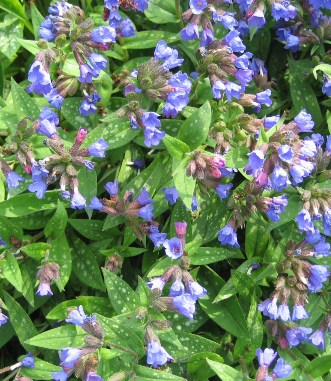 Pulmonaria Blue Ensign