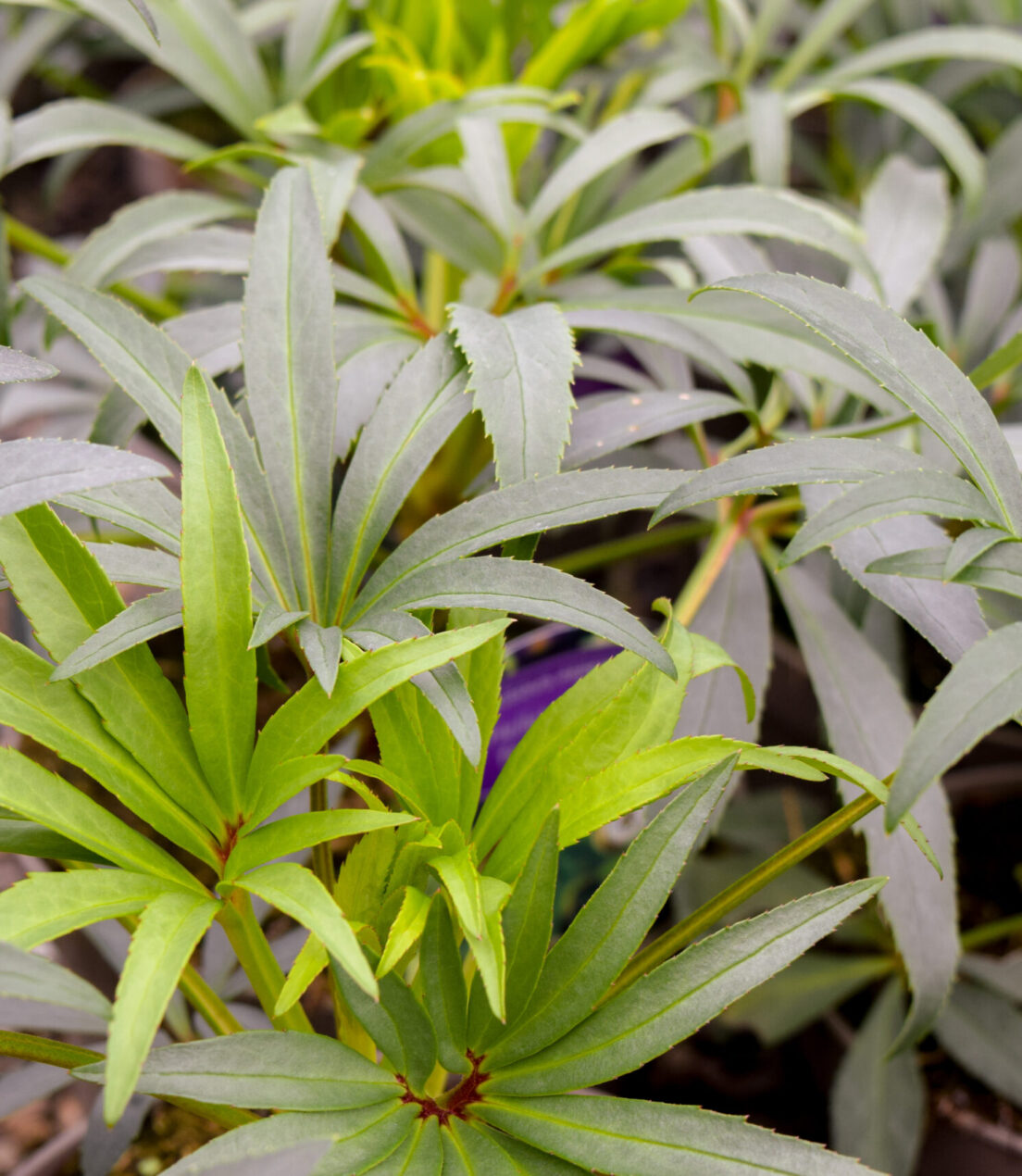 Helleborus foetidus