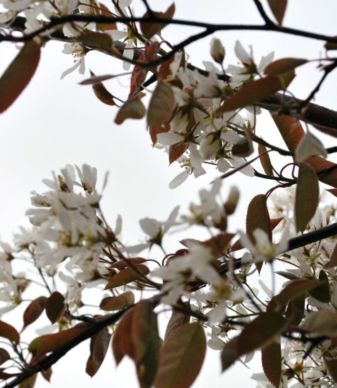 Amelanchier lamarckii