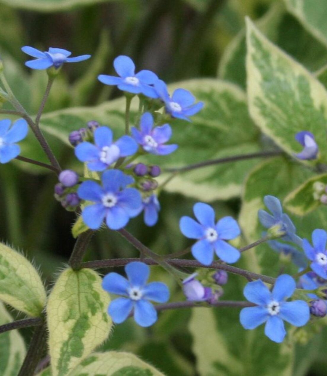 Brunnera Hadspen Cream