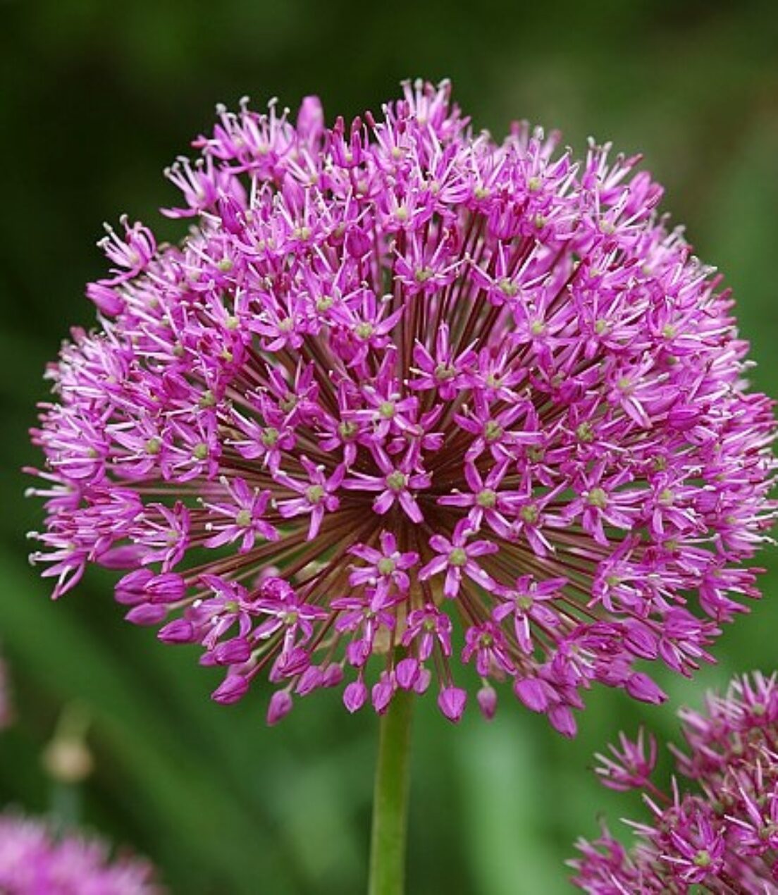 Allium christophii