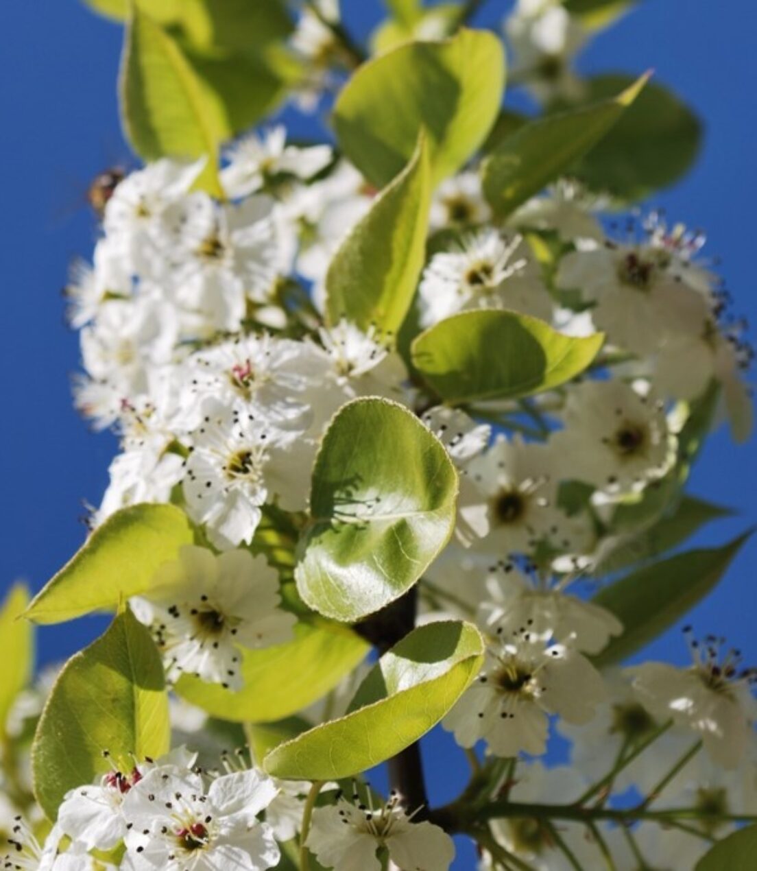 Pyrus calleryana 'Chanticleer'