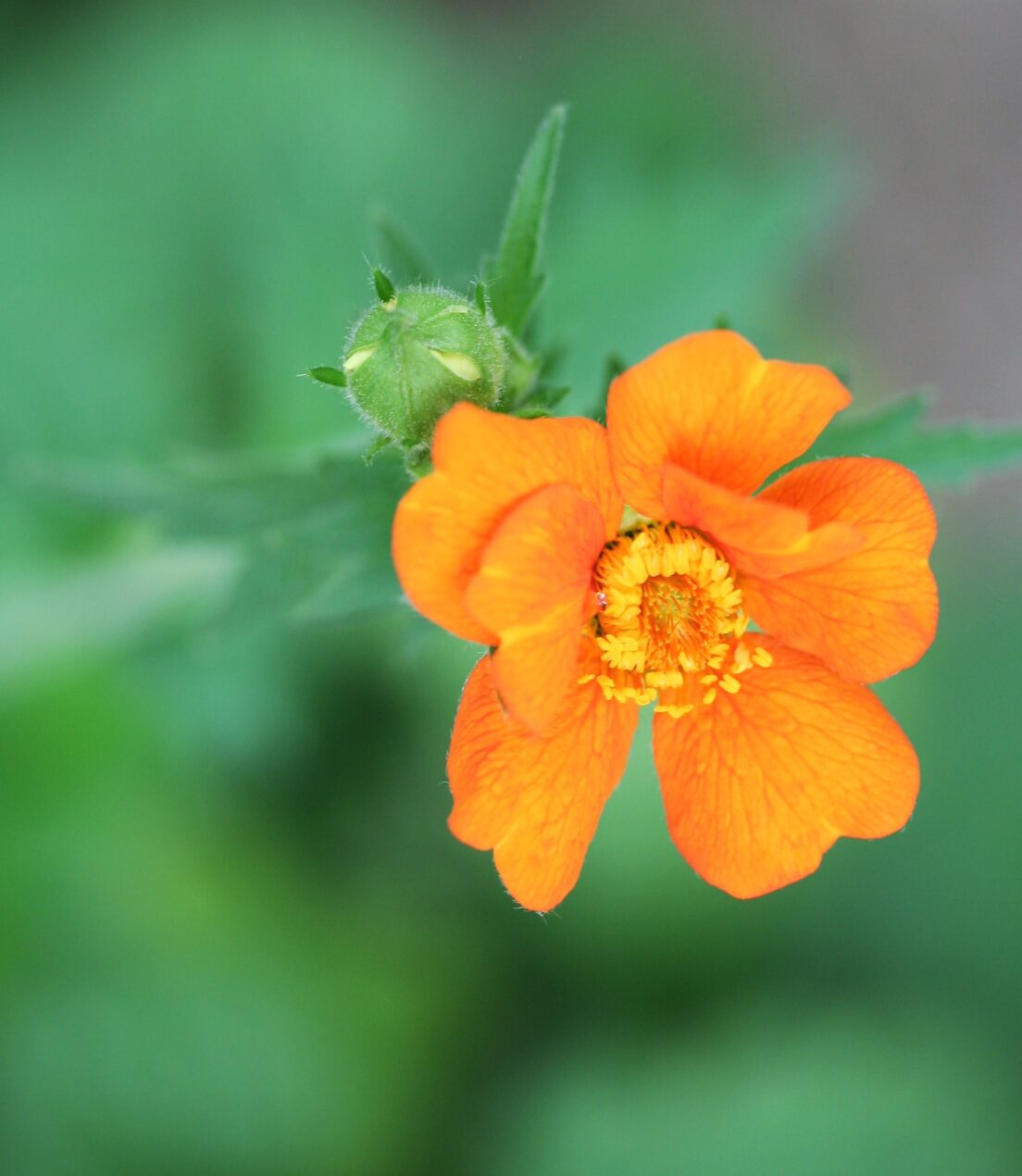 Rosaceae Geum borisii