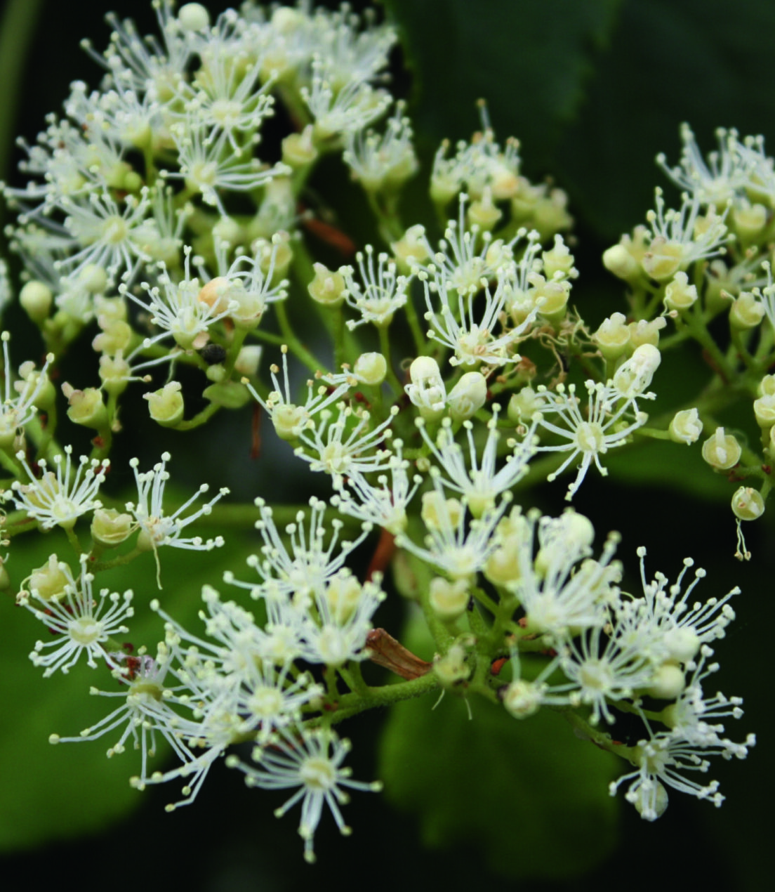 Hydrangea anomala petiolaris Flower