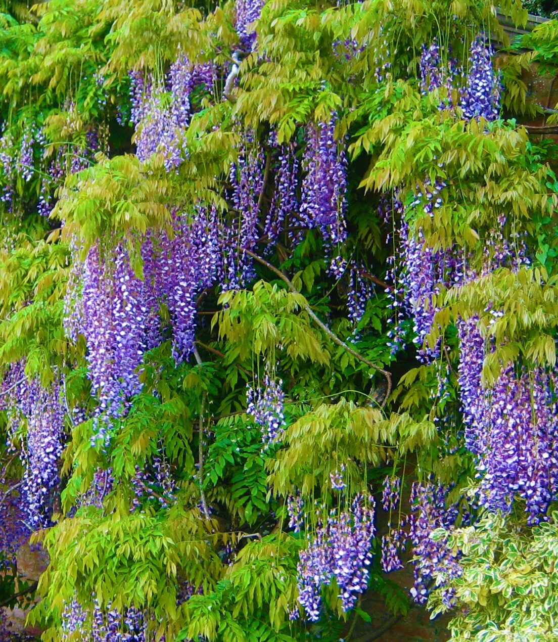 Wisteria