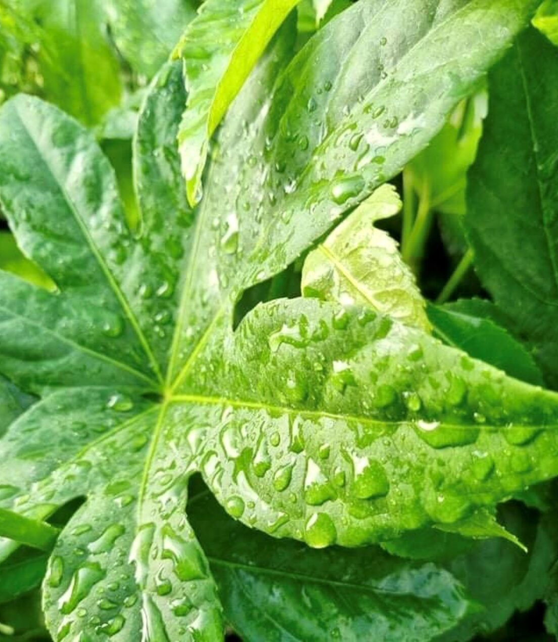 viridis watering blog post leaf