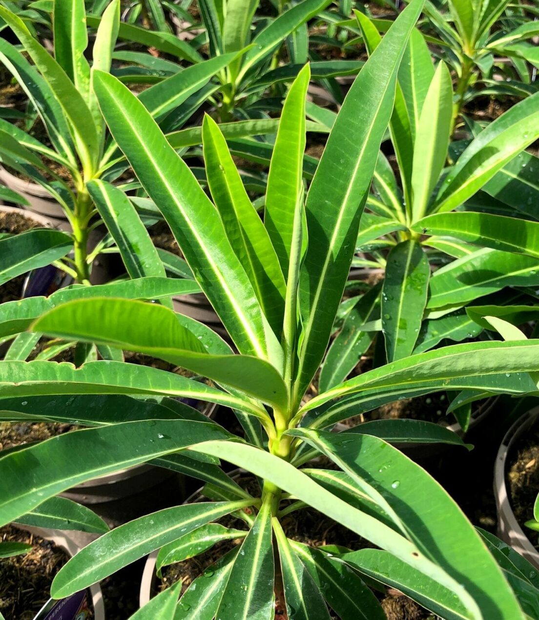Euphorbia-mellifera-On-the-nursery