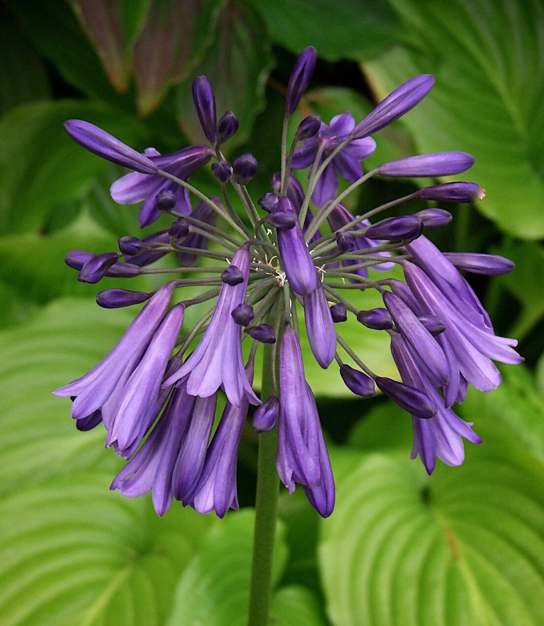 Agapanthus-Evening-eclipse-scaled