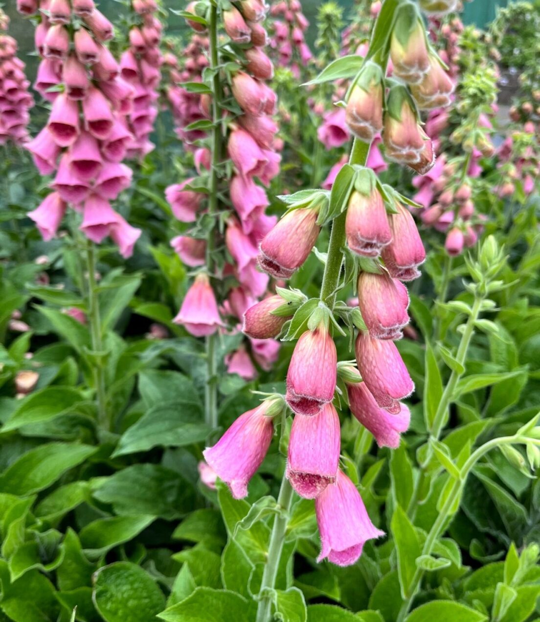 Digitalis-x-mertonensis-On-the-nursery-1