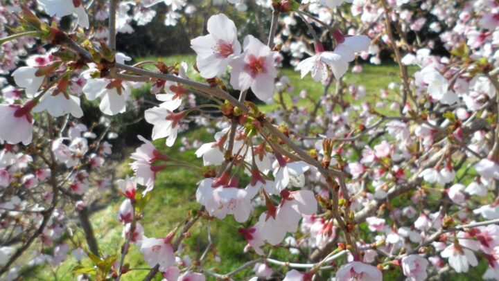 Prunus Kojo no Mai