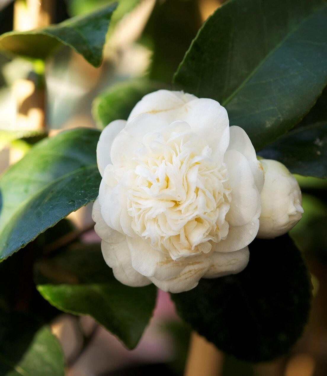 Camellia 'Nobilissima